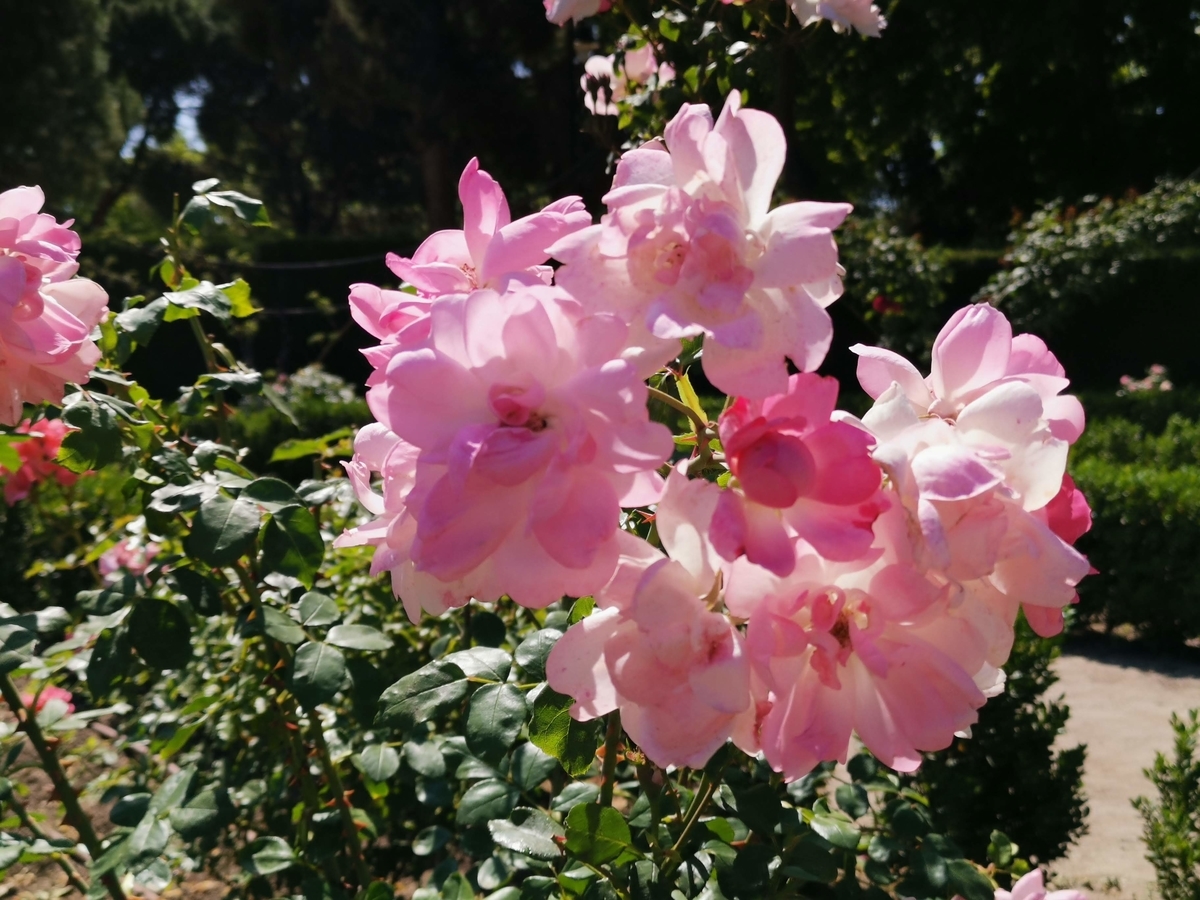 f:id:asato418:20190620223501j:plain