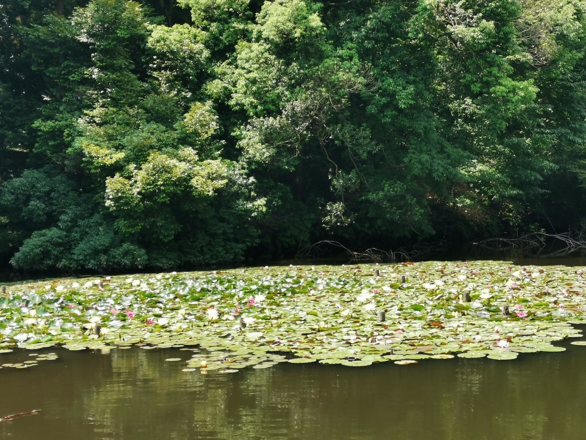 f:id:asato418:20190622233627j:plain f:id:asato418:20190622233627j:plain