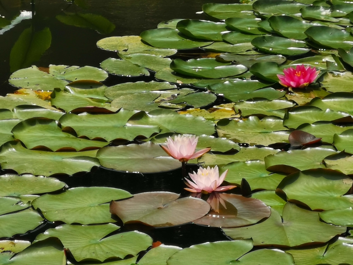 f:id:asato418:20190622233744j:plain f:id:asato418:20190622233744j:plain