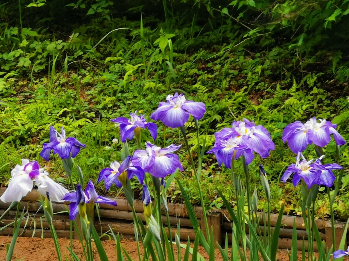 f:id:asato418:20190622233904j:plain f:id:asato418:20190622233904j:plain