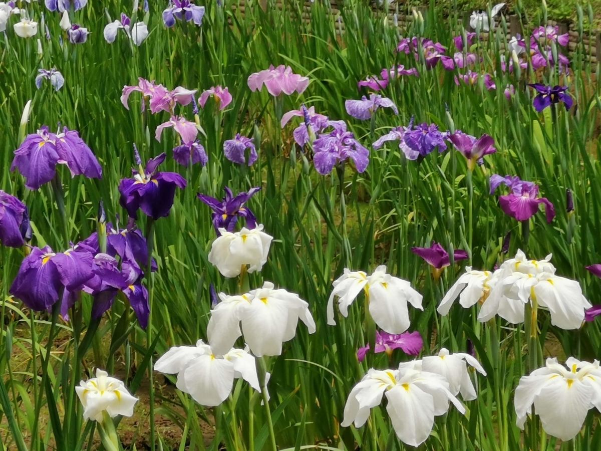 f:id:asato418:20190622233934j:plain f:id:asato418:20190622233934j:plain