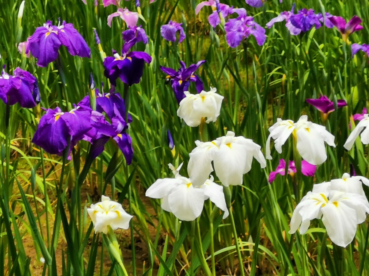 f:id:asato418:20190622233959j:plain f:id:asato418:20190622233959j:plain