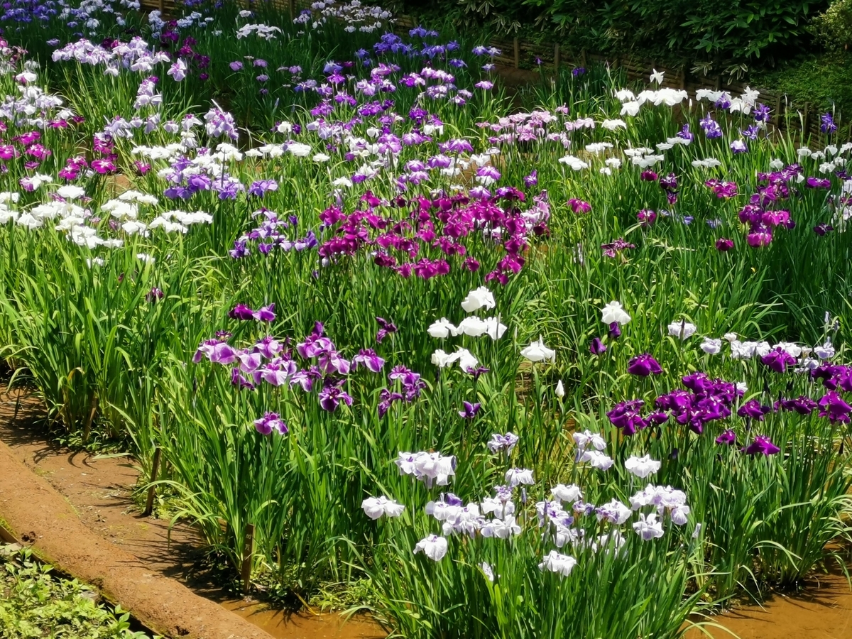 f:id:asato418:20190622234348j:plain f:id:asato418:20190622234348j:plain