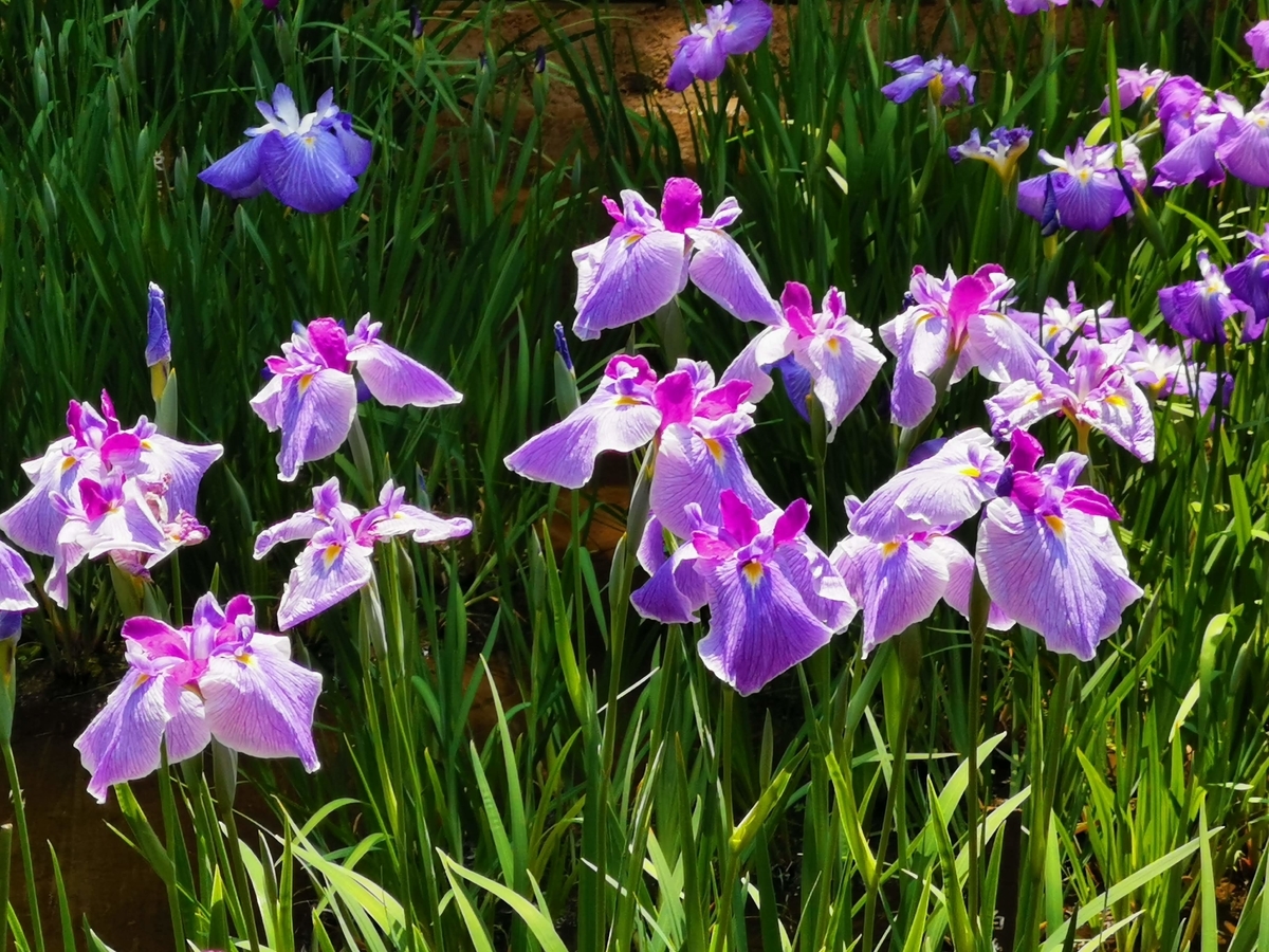 f:id:asato418:20190622234408j:plain f:id:asato418:20190622234408j:plain