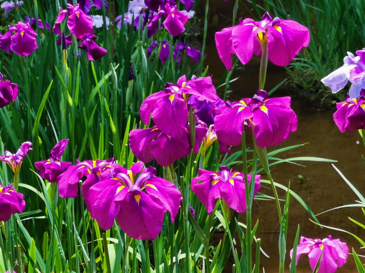 f:id:asato418:20190622234449j:plain f:id:asato418:20190622234449j:plain