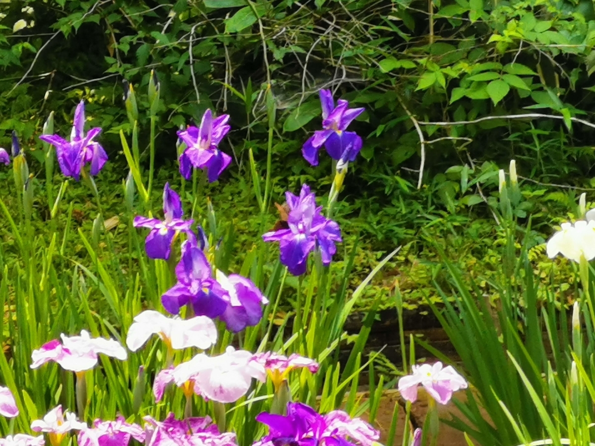 f:id:asato418:20190622234510j:plain f:id:asato418:20190622234510j:plain