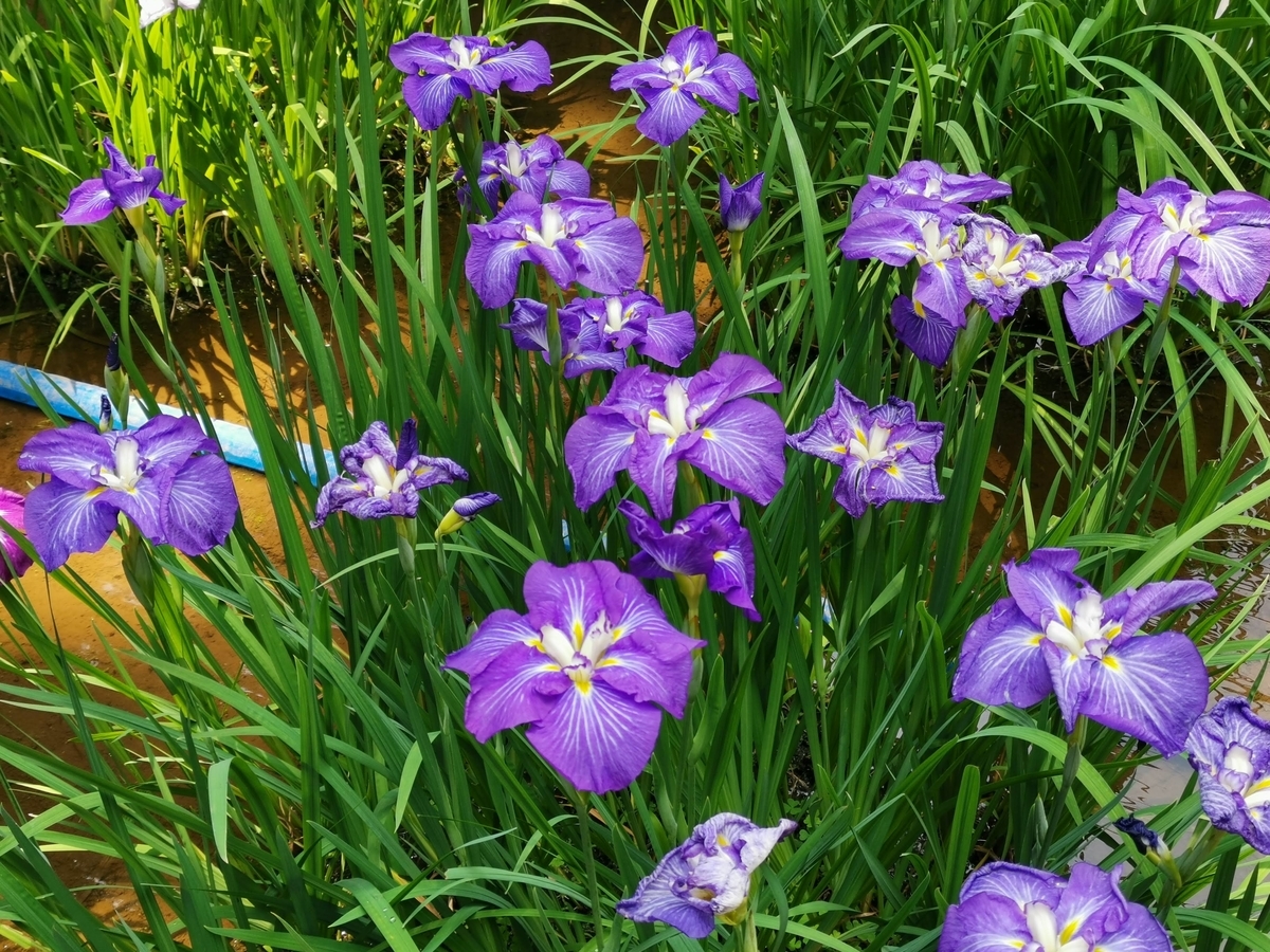 f:id:asato418:20190622234558j:plain f:id:asato418:20190622234558j:plain