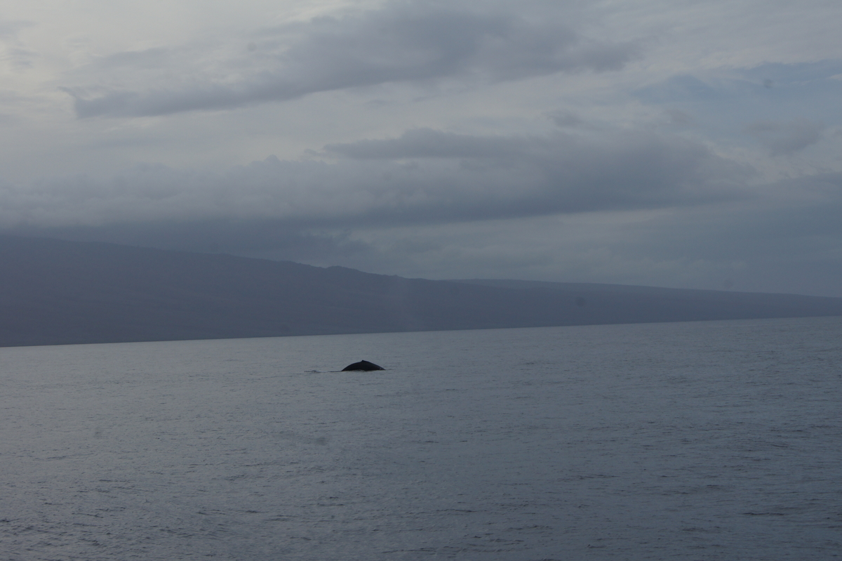 f:id:asato418:20190629175041j:plain