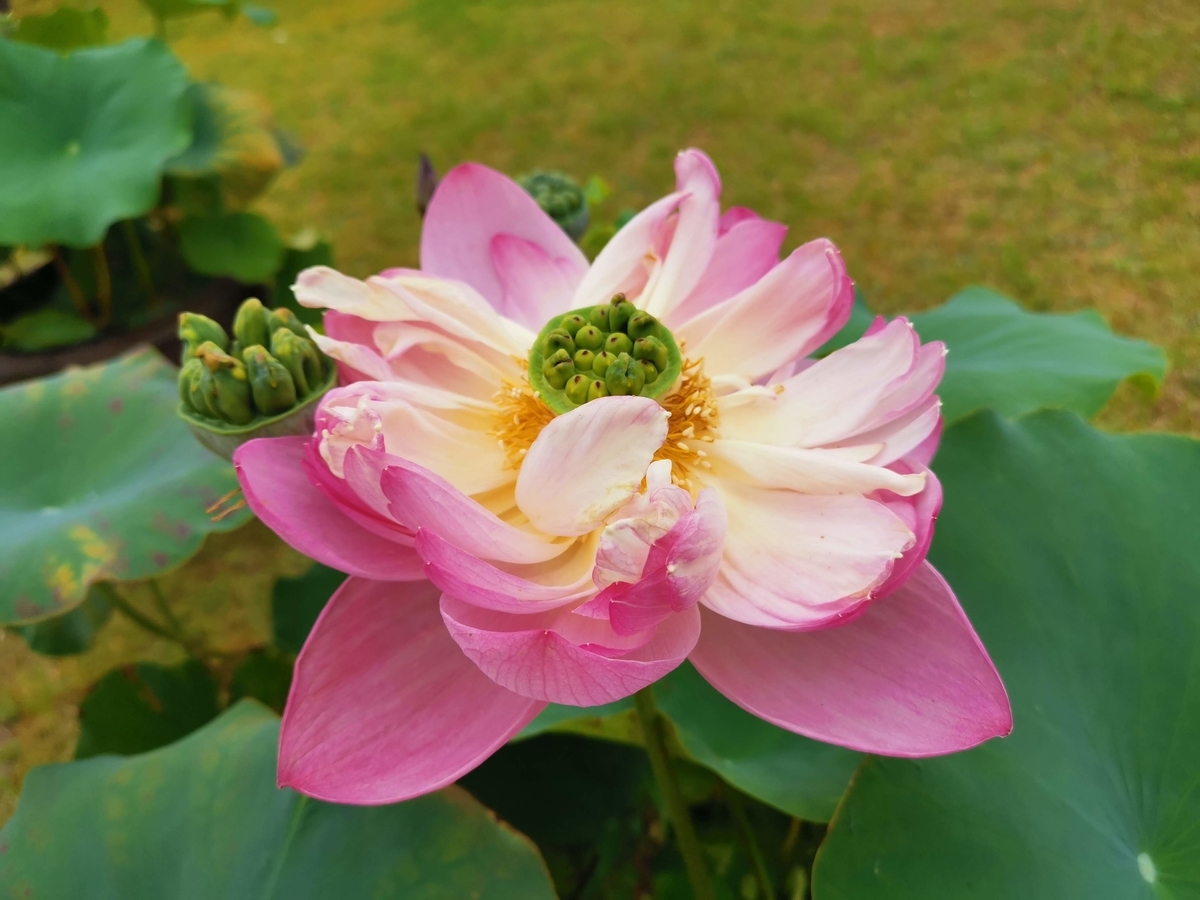 f:id:asato418:20190714003118j:plain