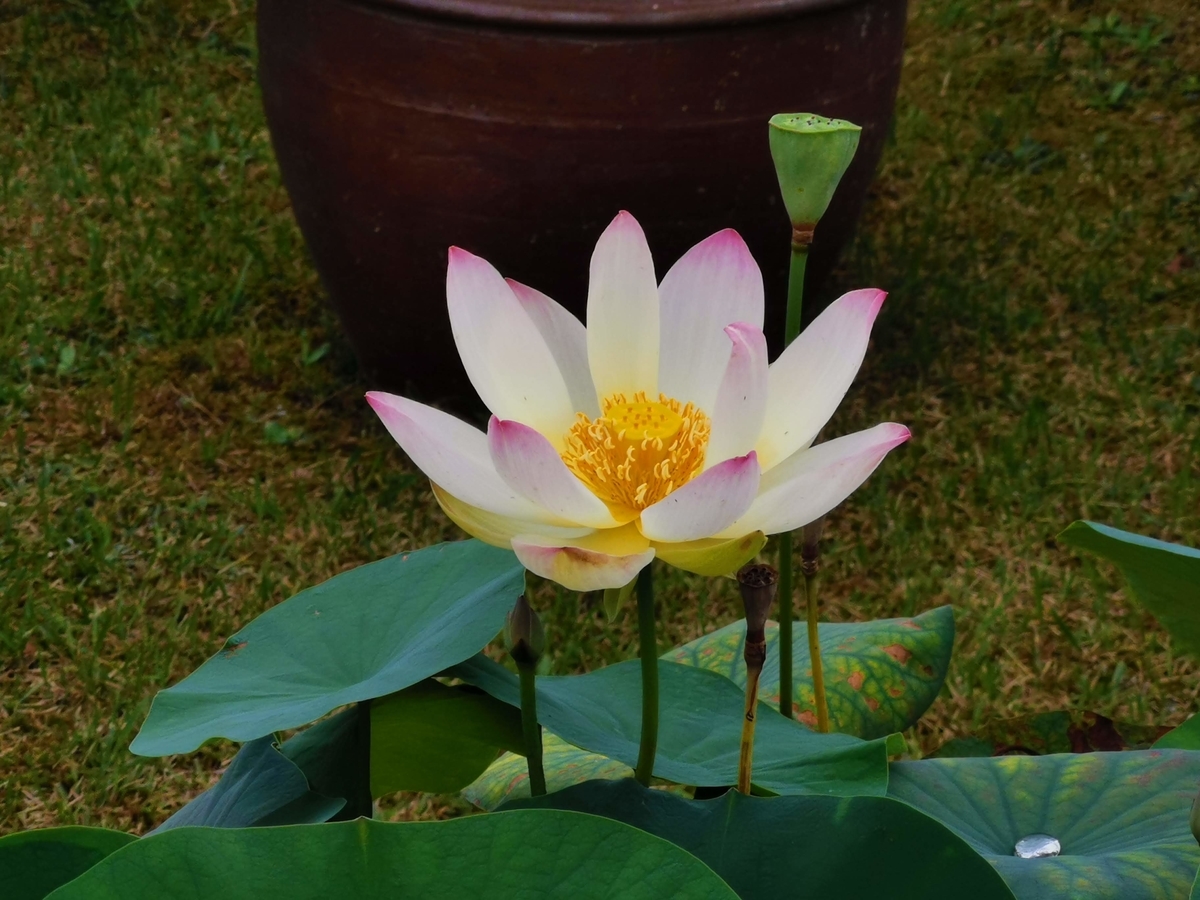 f:id:asato418:20190714003142j:plain