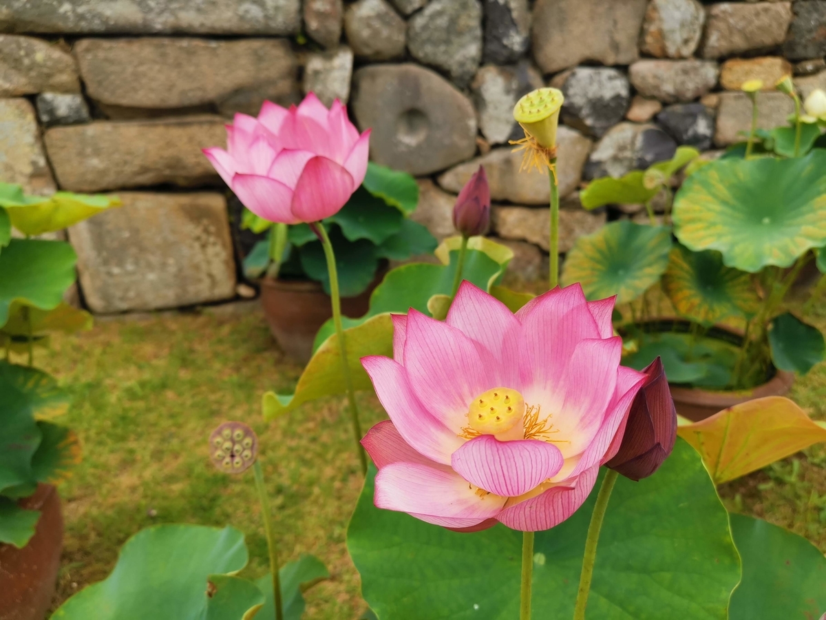 f:id:asato418:20190714003246j:plain