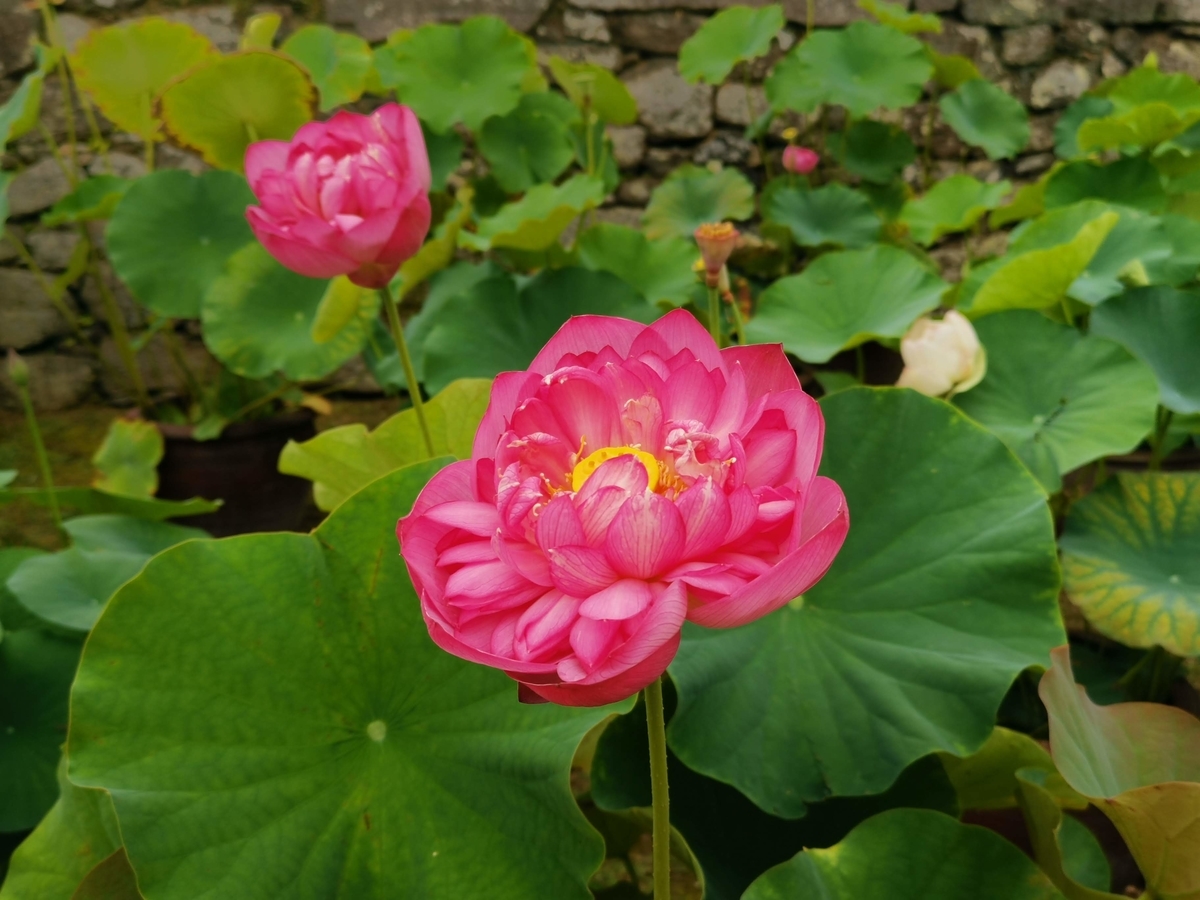 f:id:asato418:20190714003307j:plain