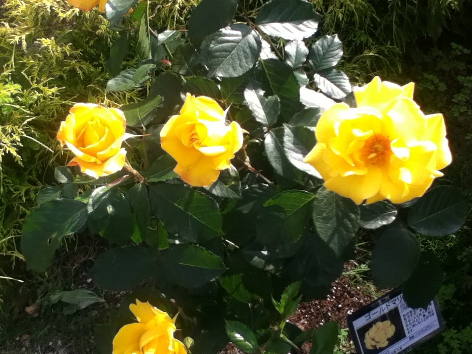 f:id:asato418:20190720221215p:plain