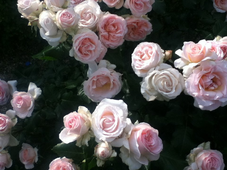 f:id:asato418:20190720221242p:plain