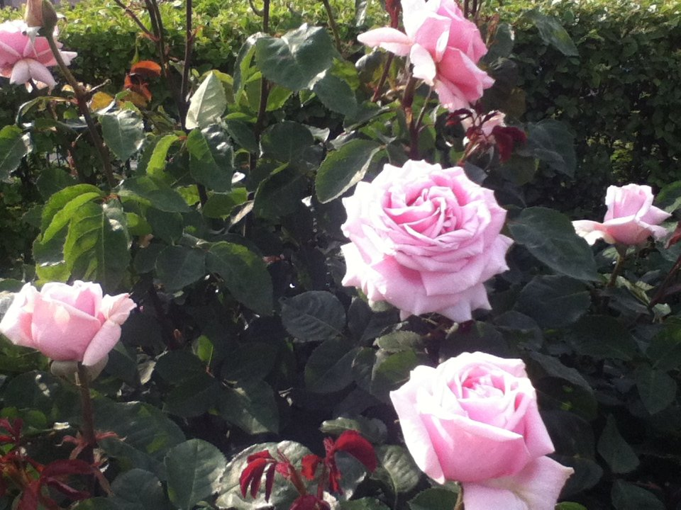 f:id:asato418:20190720221416p:plain