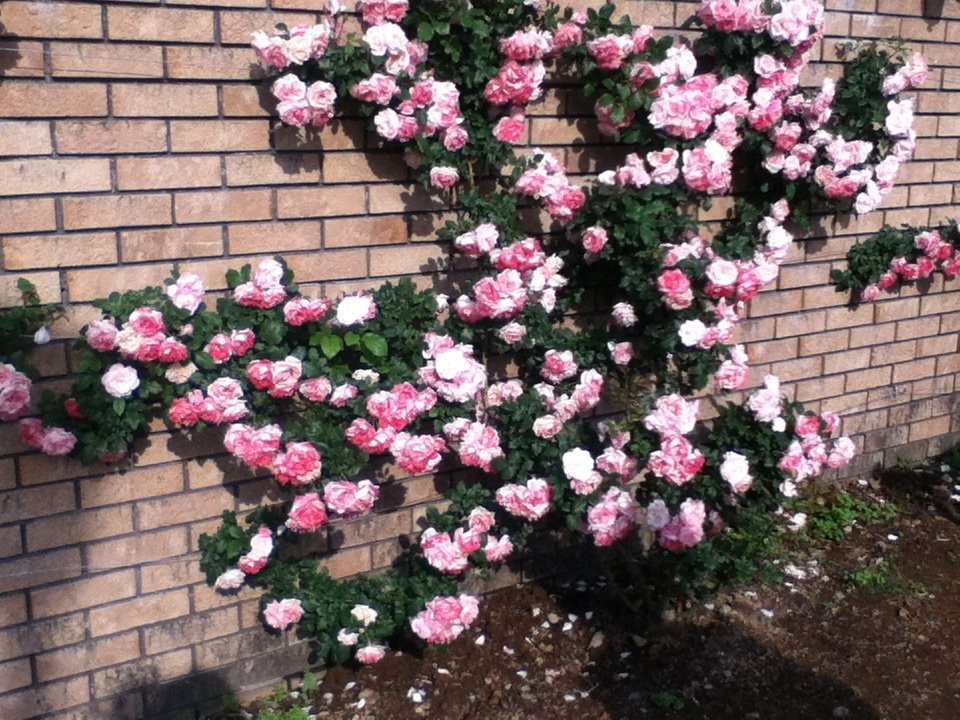 f:id:asato418:20190720221433p:plain