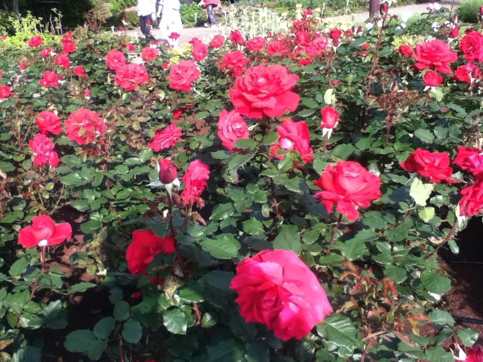 f:id:asato418:20190720221521p:plain