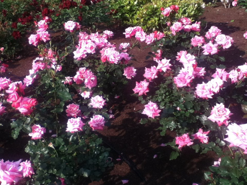 f:id:asato418:20190720221549p:plain