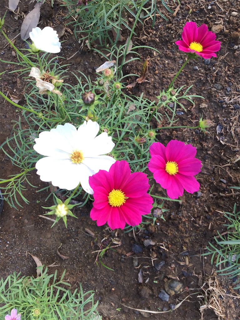 f:id:asato418:20191103121034j:plain f:id:asato418:20191103121034j:plain