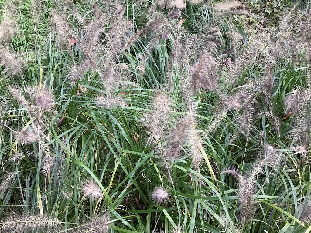 f:id:asato418:20191103121047j:plain f:id:asato418:20191103121047j:plain