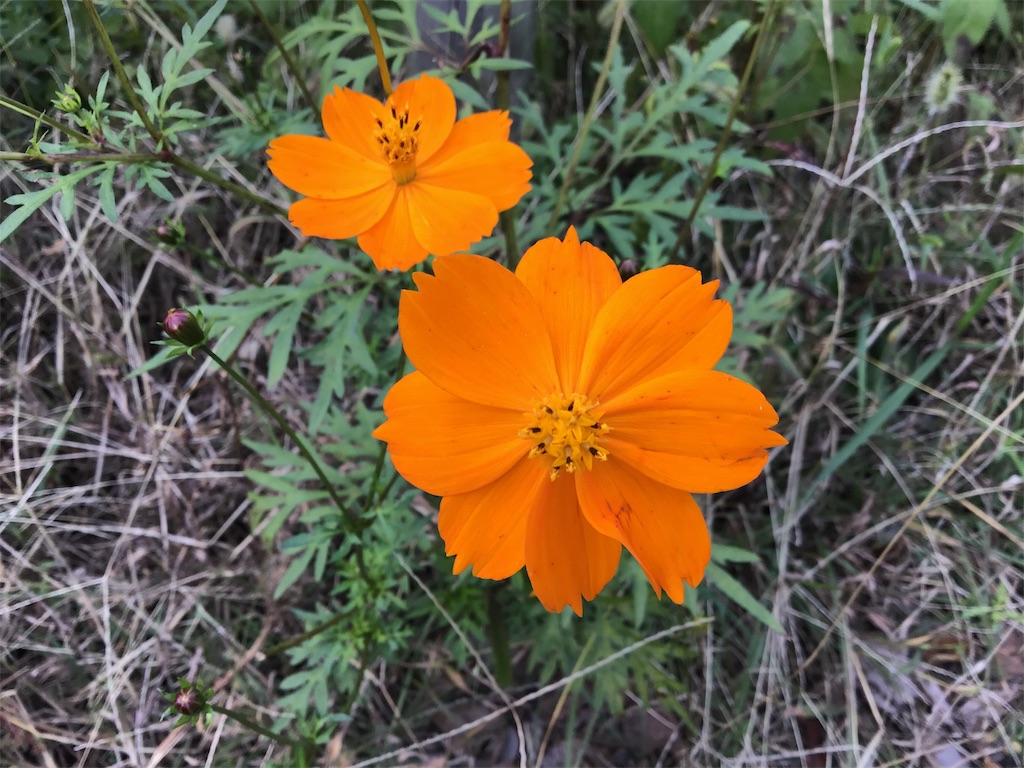 f:id:asato418:20191103121104j:plain f:id:asato418:20191103121104j:plain