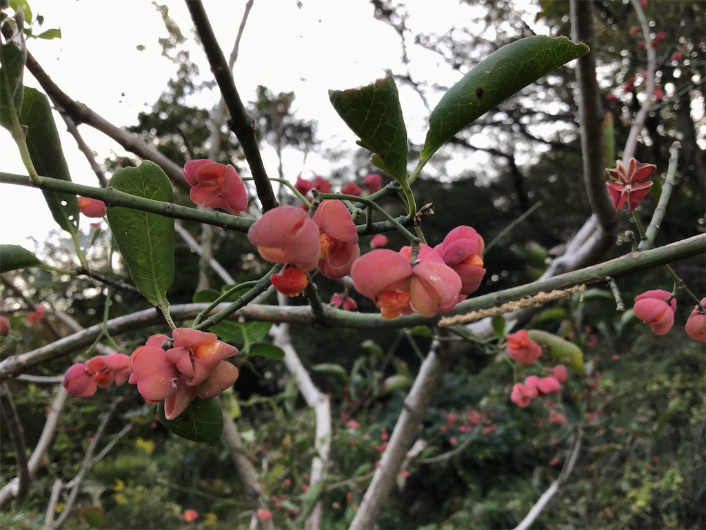 f:id:asato418:20191103121129j:plain f:id:asato418:20191103121129j:plain