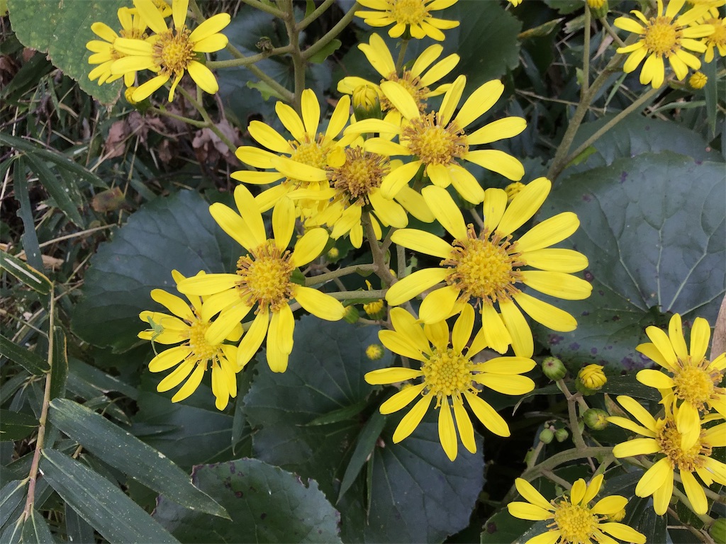 f:id:asato418:20191103121135j:plain f:id:asato418:20191103121135j:plain
