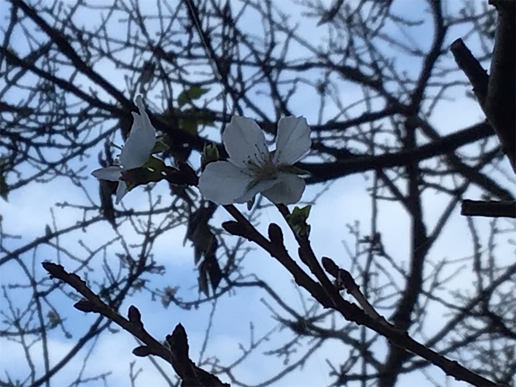 f:id:asato418:20191103121200j:plain f:id:asato418:20191103121200j:plain