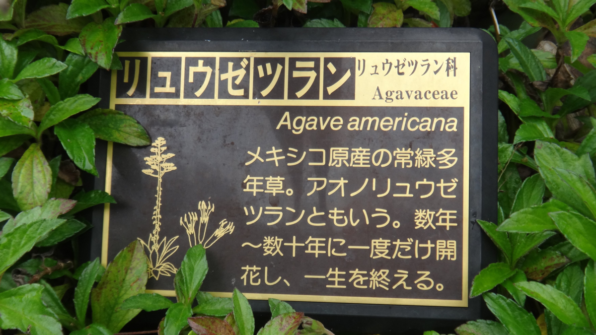 f:id:asato418:20191107210219p:plain f:id:asato418:20191107210219p:plain