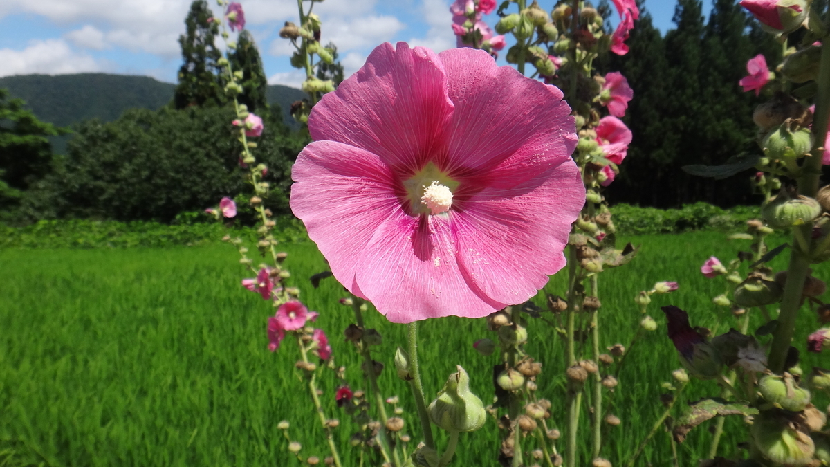 f:id:asato418:20191123161410j:plain