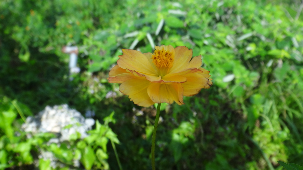 f:id:asato418:20191207233210j:plain f:id:asato418:20191207233210j:plain
