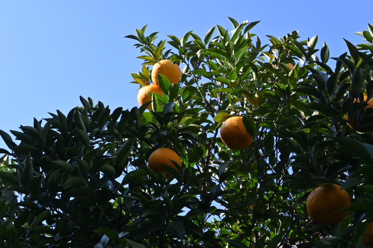 f:id:asato418:20200210221044p:plain