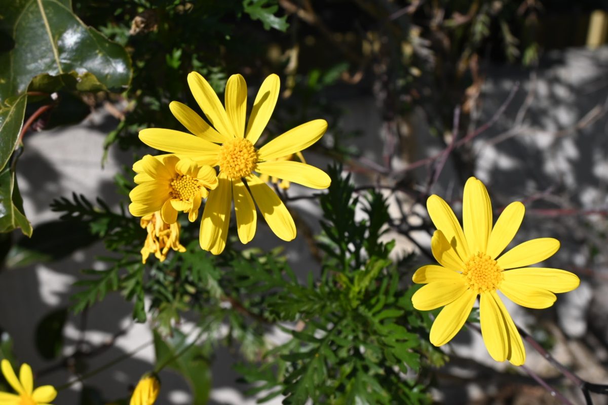 f:id:asato418:20200210221102p:plain