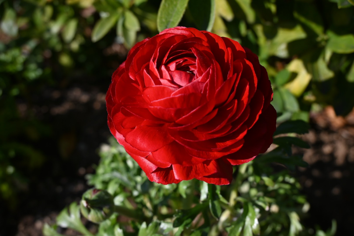 f:id:asato418:20200210221144p:plain