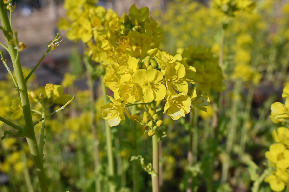 f:id:asato418:20200210221234p:plain