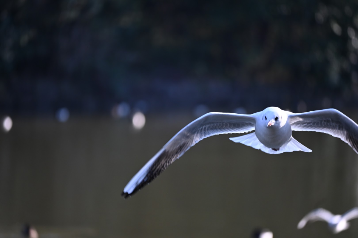 f:id:asato418:20200210221450p:plain