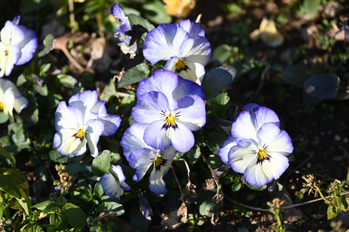 f:id:asato418:20200210221640p:plain