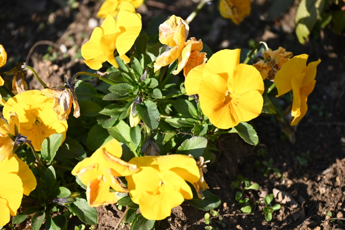 f:id:asato418:20200210221654p:plain