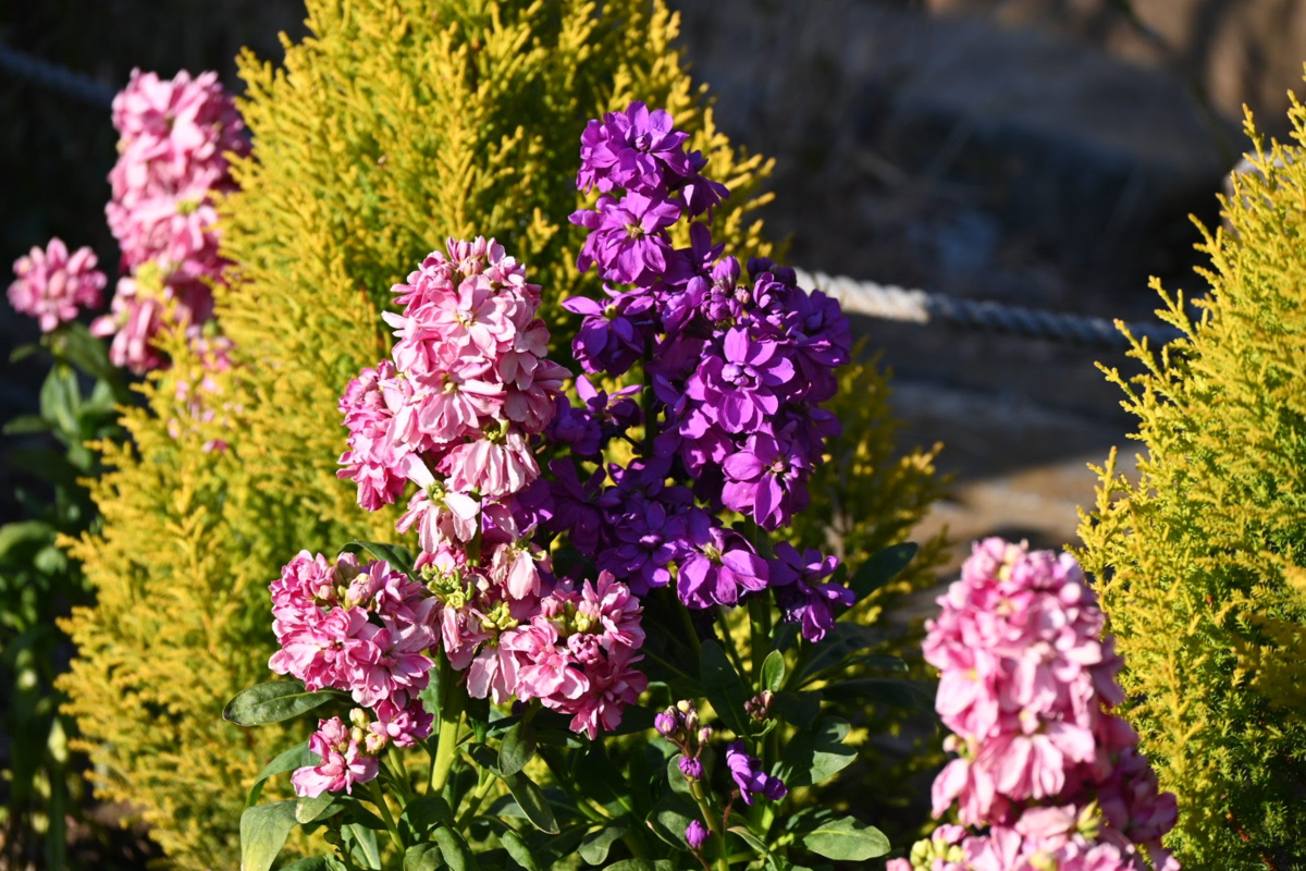 f:id:asato418:20200210221711p:plain