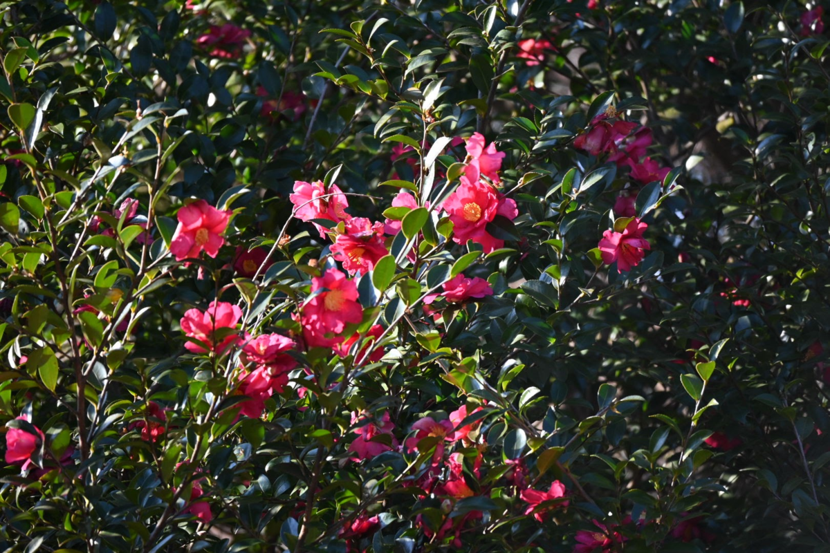 f:id:asato418:20200210221753p:plain