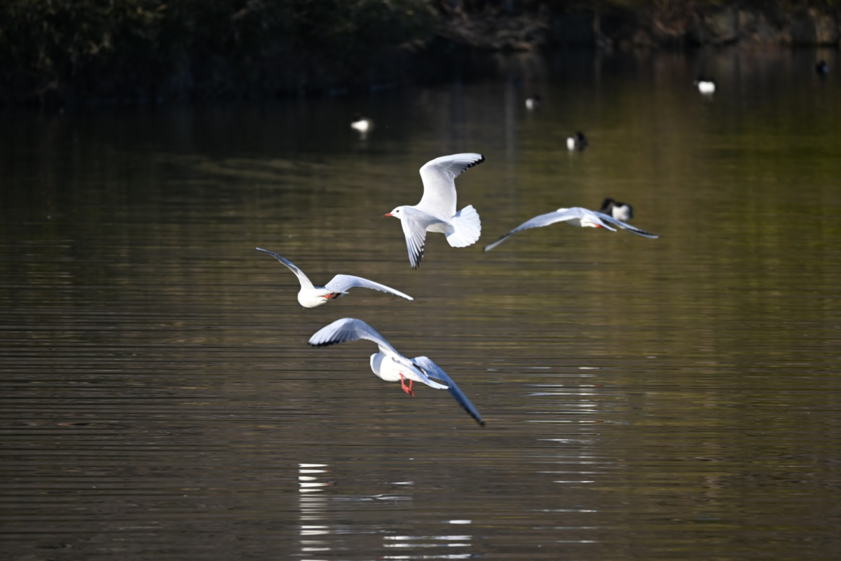 f:id:asato418:20200210222044p:plain