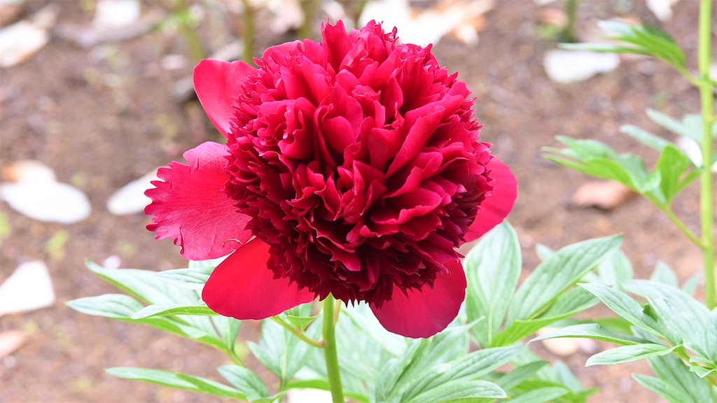 f:id:asato418:20200506202641j:plain
