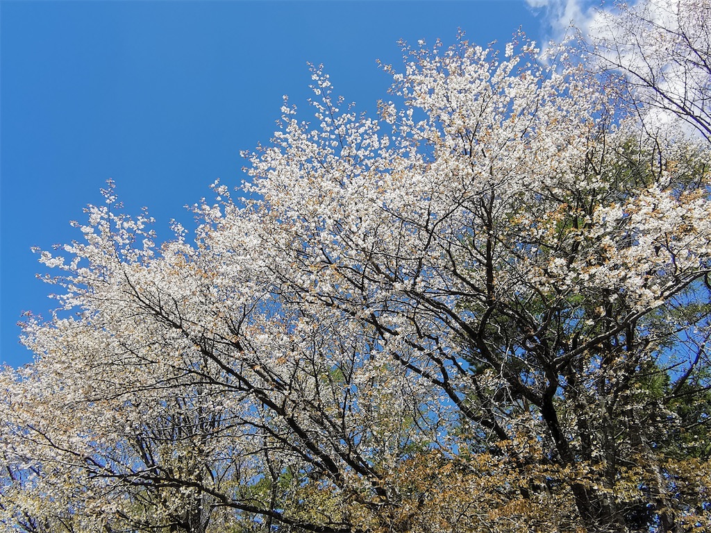 f:id:asato418:20210502113037j:plain