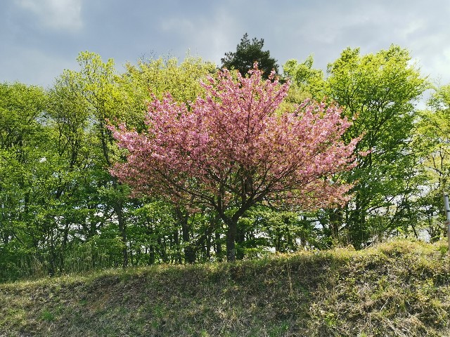f:id:asato418:20210508200449j:plain