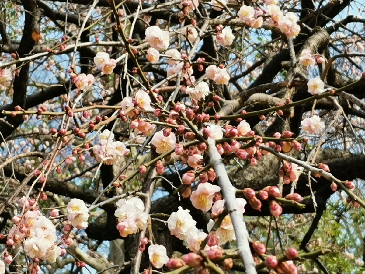 f:id:asato418:20220227223804p:plain
