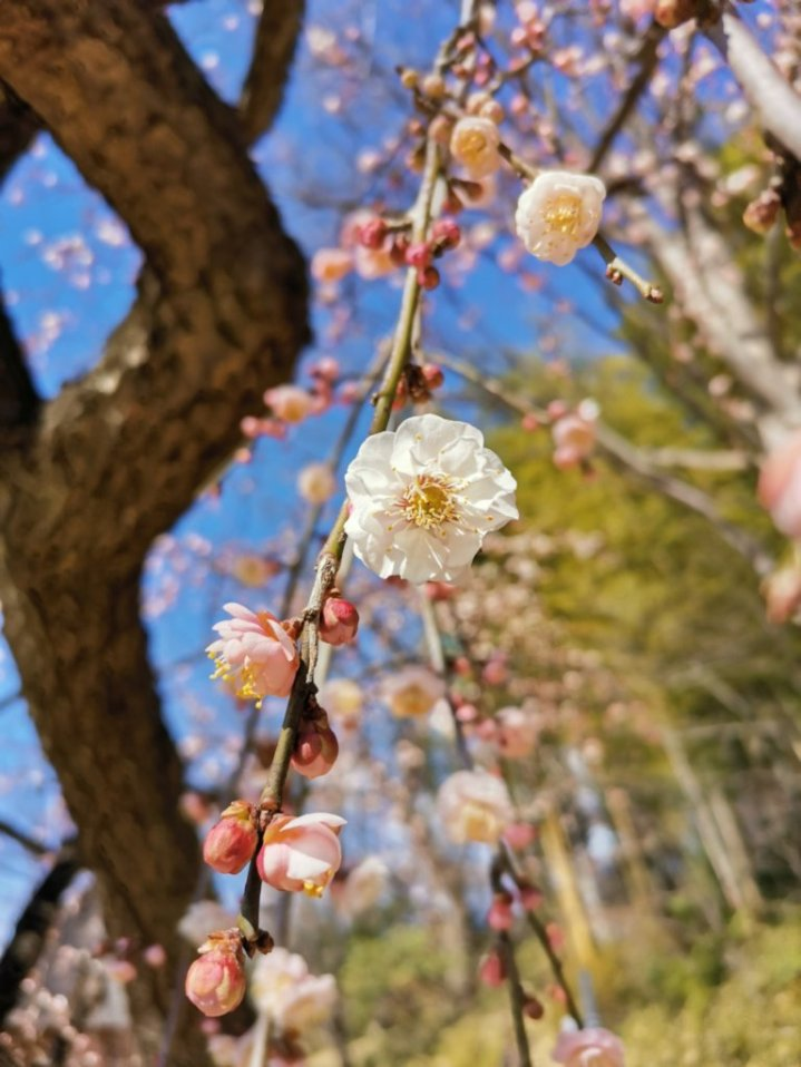 f:id:asato418:20220227223920p:plain