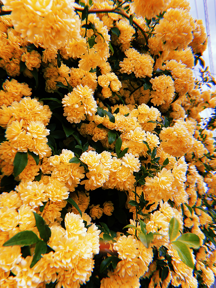 f:id:asaxtsuymi:20211205221130j:plain