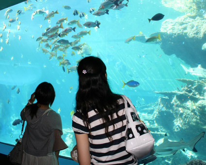 美ら海水族館a