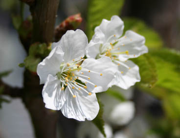 サクランボの花