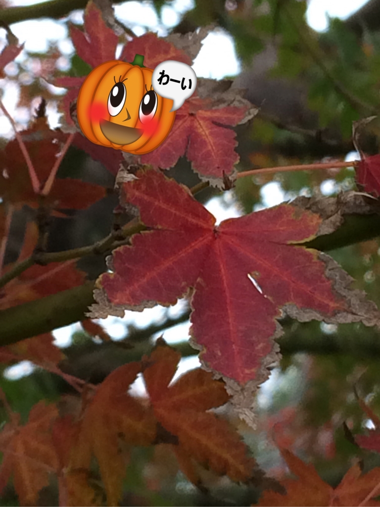 f:id:asazya:20161119184120j:plain f:id:asazya:20161119184120j:plain